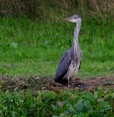 De typische houding van deze reiger was wel apart. Dit knielen had ik nie eerder gezien.