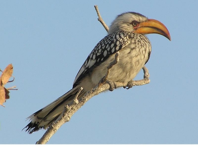 Hierbij een mooie vogel uit Namibi. Ik heb ze alleen solitair waargenomen. Ik heb op deze site 4 eerdere foto's van deze vogel gezien, dus ik hoop dat het een goede bijdrage is.