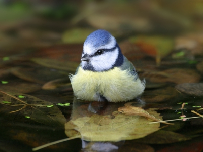 Het was niet echt weer om erop uit te gaan dit weekend, dus me maar op de mezen in de tuin gericht, zoals deze badende pimpelmees.