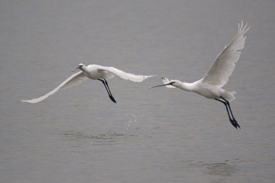 Grauw weer geeft weer andere plaatjes...

Canon 20D met Sigma 50-500; ISO 400, F/6.3, 500 mm, 1/4000 sec.