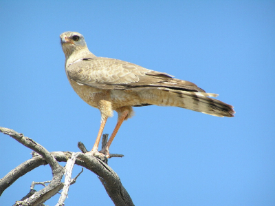 Deze mooie vogel heb ik vanuit de auto gefotografeerd. Hij hupte even met ons mee. Even later kwam ik nog een lopend exemplaar tegen. Gefotografeerd met Olympus C770. Het lijkt de enige in zijn soort tot nu toe op deze site.