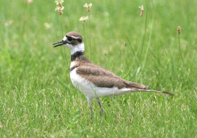 Liep op het gras, bij luchthaven Toronto