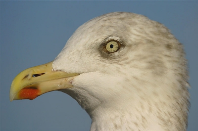 Meeuw zat op een bloksteen in de haven...Geschoten op 2 meter afstand op 500mm... De camera kon hem nog net scherp stellen