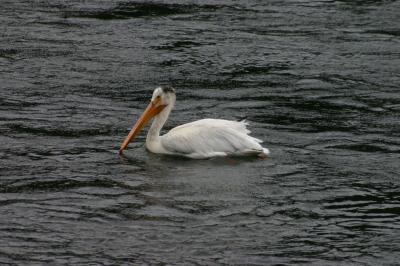 witte pelikaan op de Yellowstone river