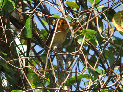 De enige keer dat deze algemene ijsvogel zich liet zien: tien meter boven de grond in een met lianen overgroeide boom... hij wordt dan ook niet vaak gefotografeerd.
Bestandsgrootte was een beperkende factor bij deze takkenfoto.
Meer plaatjes uit Nieuw-Guinea: [url]http://www.aviceda.org/abid/birder.php?action=birder&bdid=350[/url]