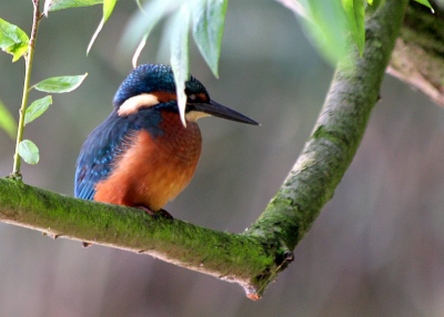 Gisteravond hadden we de ijsvogel weer op bezoek in tuin. Na wat kruip-door sluip-door werk kon ik 'm vrij dicht benaderen. Door al het blad en takjes was het scherpstellen erg lastig temeer daar de teleconverter er nog opzat. Het is een sfeervol plaatje van een ijsvogel op eens een ander takeje