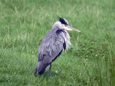 De reiger was de toeristen zo te zien meer dan zat...