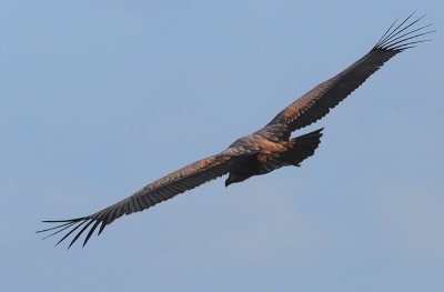 400mm, F6.3, 1/2000, iso320, -0.7s.