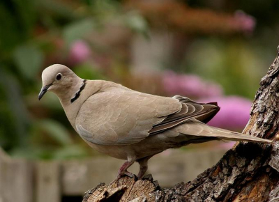 deze foto is gemaakt in de tuin,gemaakt met een canon 350D en een 300 mm lens ook van canon.