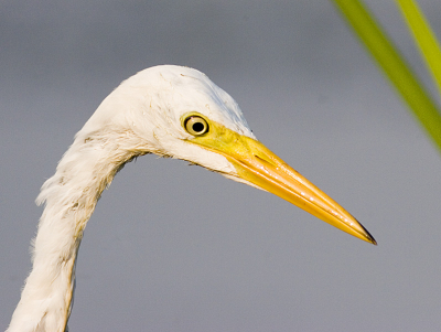 Canon 20D 400 mm + 2.0 Ext.
1/200 f11