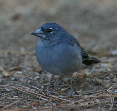 Moeilijk scherp te krijgen als ze dichtbij n in de schaduw blijven lopen.