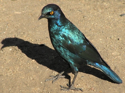 Deze glansspreeuw komt veel voor in Namibi. Het is niet een unieke vogel maar wel mooi op de foto, lekker strakke kleuren. Laat op de middag tot zonsondergang komen ze tot leven. En ze zijn nogal onrustig. Camera: Olympus C770.