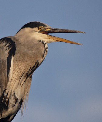 Het was in de vroege avond eindelijk weer eens lekker weer .. waarschijnlijk maar voor kort. Deze reiger zat zo lekker te zonnen dat hij zelfs voor me bleef zitten in een dode boom.

Canon 20D + Sigma 50-500 op 500 mm