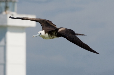 Nog een fregatvogel in een andere positie.
Blijft mooi!