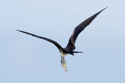 Nog even een fregatvogel met net een vers maaltje opgepikt uit het water.