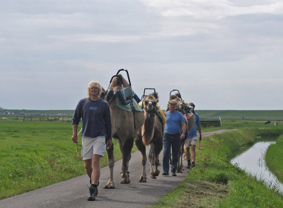 Rij je rustig de Pettemerpolder (achter "de Putten") door, komt er ineens een Karavaan met 2 Dromedarissen en n Kameel langs. Ik kon niet eens een echt leuke foto nemen, je auto laten oppoetsen door die beesten is ook niets ...