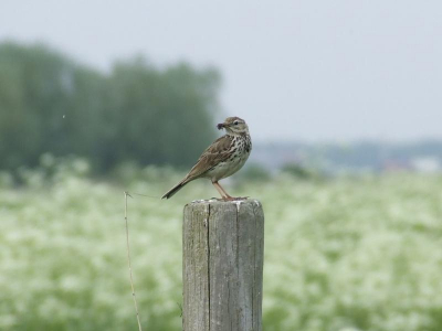 Deze Graspieper is zijn jongen aan bevoorraden.
Fuji S5600