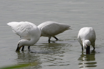 Waren goed te zien vanuit vogelkijkhut de Kluut vlak bij het bezoekerscentrum Oostvaarderplassen