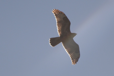Vanmiddag kwam deze buizerd over de tuin zweven. Net voor die de volle zon in vloog afgedrukt.