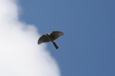 Nadat eerst de buizerd over was gekomen kwam ook deze sperwer nog langs.