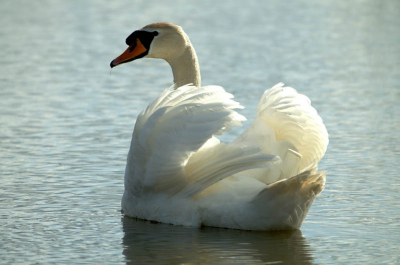 deze knobbelzwaan bleef mooi voor mij dobberen