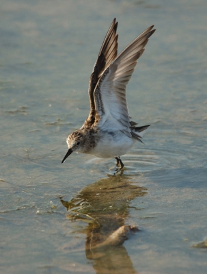 De Kleine Strandloper is slechts 12-14 cm groot en weegt ca. 23 gr. Deze foto is genomen van een vogel in het afwateringskanaal van de zoutpannen van Kalloni.