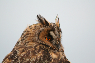 ik kon zo dichtbij komen dat ik op een gegeven moment binnen de minimale scherpstelafstand van mijn lens kwam
en die is 1,5 meter
in het oog zie je de zonsopkomst met wolken boven ezumakeeg
heb 2 mooie close-ups gemaakt
1 met een donkere achtergrond en 1 met eem lichte achtergrond, de andere staat in mijn PA