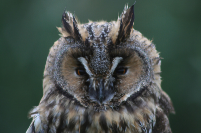 deze is met een donkere achtergrond
kan zelf niet kiezen welke de mooiste is

het zijn trouwens full frame foto's
alleen een beetje usm en verkleind naar BP standaard