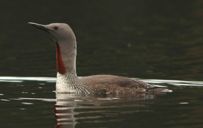 deze roodkeelduiker zat op een meertje niet ver van de camping. de plaat is niet helemaal scherp maar de sfeer spreekt mij wel aan ,jullie hopelijk ook.