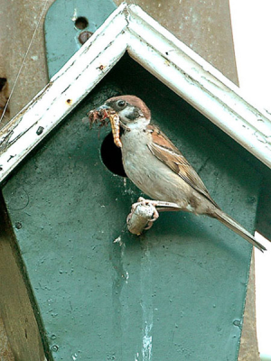 deze ringmus was druk met voeren aan zijn kroost van het inmiddels tweede legsel