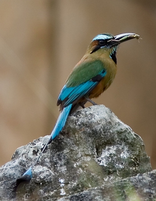 Een schitterende vogel. Naast Costa Rica komt deze dus ook in Mexico voor.