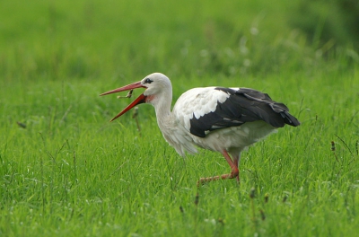 Zo zit je lekker kikker te zijn.... en zo ben je een snack voor een ooievaar..... Er zaten 3 ooievaars in het weiland, waarvan 1 juveniel. Alledrie op zoek naar wat lekkers in de vorm van kikkers. Heb ze een half uurtje gevolgd.  Toch valt het nog niet mee om op het juiste moment af te drukken. Het is echt hap slik weg...  Deze is wel gelukt.