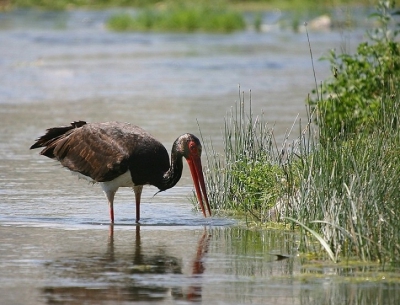 <i class='fa fa-user'></i> jm | Zwarte Ooievaar  <i class='fa fa-eye'> 555</i>   <i class='fa fa-comment-o'> 0</i>