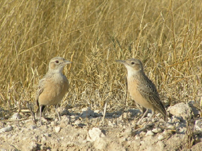 Heeft iemand een idee wat dit is? De vogelboekjes die ik bij me had volstonden niet, ik vermoed een Tractrac chat, Nederlandse naam weet ik niet, Latijnse zie boven. Er staat al 1 van deze exemplaren op maar die lijkt er toch niet echt op.