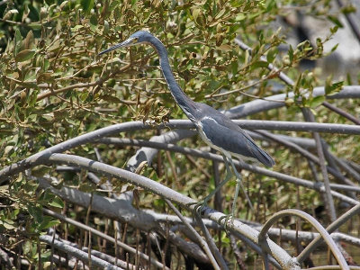 <i class='fa fa-user'></i> Seraf van der Putten | Witbuikreiger  <i class='fa fa-eye'> 354</i>   <i class='fa fa-comment-o'> 0</i>