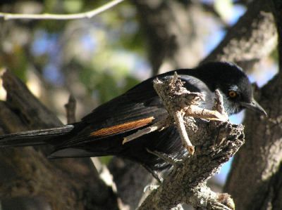 Ik heb het idee dat mijn naam klopt maar vind hem zo bol. De andere spreeuwen die ik heb gezien (glossy en longtailed) zijn wat slanker van bouw. Het kan zijn wat inngedoken pose zijn die hem bol maakt. Iemand een idee?