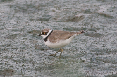 Vanuit de hut op deze dag veel mooie vogeltjes gezien. Vanwege het niet echt foto-schieterende weer van de afgelopen dagen maar een oudje.