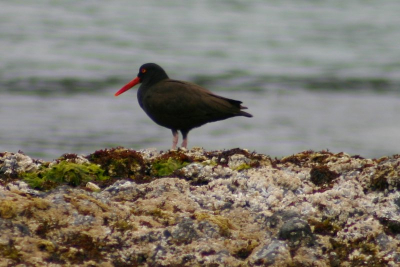 deze scholekster stond op de rotsen aan de kust van de oceaan