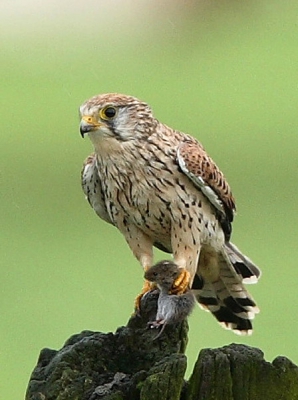 Dit Torenvalkje kwam uit het gras omhoog en vloog recht op mij af naar een hekpaal. Landde op 1 poot omdat in de andere de buit zat, een "lekker" muisje. Omdat de kwaliteit van de foto niet optimaal is maar ik het tafereel toch wel leuk vind, plaats ik deze in mijn persoonlijk album.