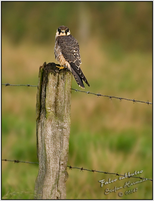 M'n eerste poging tot vogelfotografie.  Gezien mijn beperkte zoom (300 + 1.4TC) niet echt makkelijk in een open veld met deze tegenstander.  Dus niet helemaal content met het resultaat, maar beter ging niet.

Beetje rare crop vanwege birdpix regels, full crop te zien op http://www.pbase.com/perrush/image/65999941