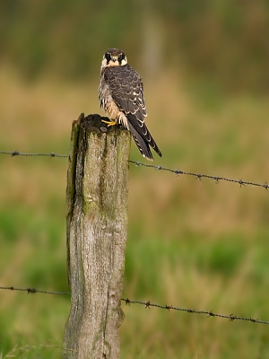 m'n eerste poging tot vogelfotografie.  Gezien de beperkte zoom (300 + 1.4TC), het open veld en het karakter van m'n opponent geen makkelijk opdracht.  Vandaar ook slechts een matige (overzichtsfoto) foto en geen top full frame closeup.  Maar goed, aldoende leert men.

Vanwege birdpix regels een wat rare crop.  Full crop te zien op http://www.pbase.com/perrush/image/65999941