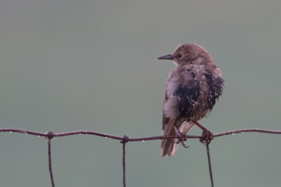 Vroeg in de ochtend genomen, terwijl de zon de grootste moeite had om door de sluierbewolking heen te komen. Hier geeft dat het mooie mistige effect. 

Canon 350D; Canon 400mm f5.6; ISO 400; 1/160; f5.6; Vanuit de auto uit de hand.