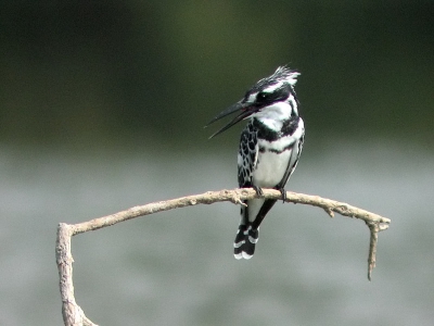 <i class='fa fa-user'></i> Harry | Bonte IJsvogel  <i class='fa fa-eye'> 416</i>   <i class='fa fa-comment-o'> 1</i>