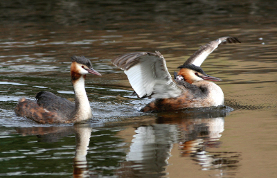 Pa&Ma fuut, er zitten 2 jonkies op zijn rug, 1 is de kop goed zichtbaar.
Canon 350D,Lens 400L, 1/640, 8.0 -2/3e stop. iso 400.