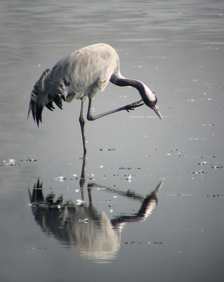 <i class='fa fa-user'></i> Harry | Kraanvogel  <i class='fa fa-eye'> 457</i>   <i class='fa fa-comment-o'> 0</i>