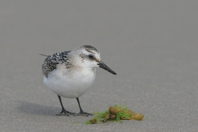 Vanmiddag zijn we even naar IJmuiden geweest. Door de harde wind was er niet veel te beleven op het strand. Totdat dit drieteentje voorbij kwam scharrelen! Uiteindelijk wisten we 'm te verleiden tot een paar leuke foto's! Ik ben erg benieuwd welke foto jullie het meest aanspreekt en waarom.