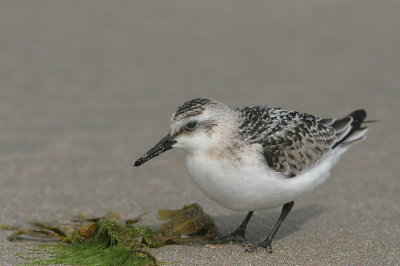 Vanmiddag zijn we even naar IJmuiden geweest. Door de harde wind was er niet veel te beleven op het strand. Totdat dit drieteentje voorbij kwam scharrelen! Uiteindelijk wisten we 'm te verleiden tot een paar leuke foto's! Ik ben erg benieuwd welke foto jullie het meest aanspreekt en waarom.