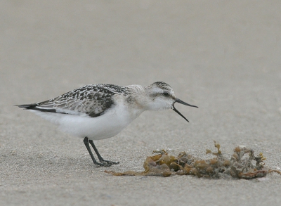 Vanmiddag zijn we even naar IJmuiden geweest. Door de harde wind was er niet veel te beleven op het strand. Totdat dit drieteentje voorbij kwam scharrelen! Uiteindelijk wisten we 'm te verleiden tot een paar leuke foto's! Ik ben erg benieuwd welke foto jullie het meest aanspreekt en waarom.