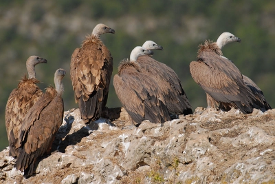550mm, F8, 1/500s, ISO250, -0.7s.
Een groepje onvolwassen dieren van verschillende leeftijden. Rechts de jongsten. De dieren links zijn wat ouder, maar nog niet geheel volwassen. Zie voor meer foto's van Vale Gieren mijn PA.