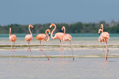 Voor mij zijn de Caribische ook wel de mooiste